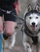 havelter-canicross.c4bf6a6fca3f19a9476fd022e0e44608